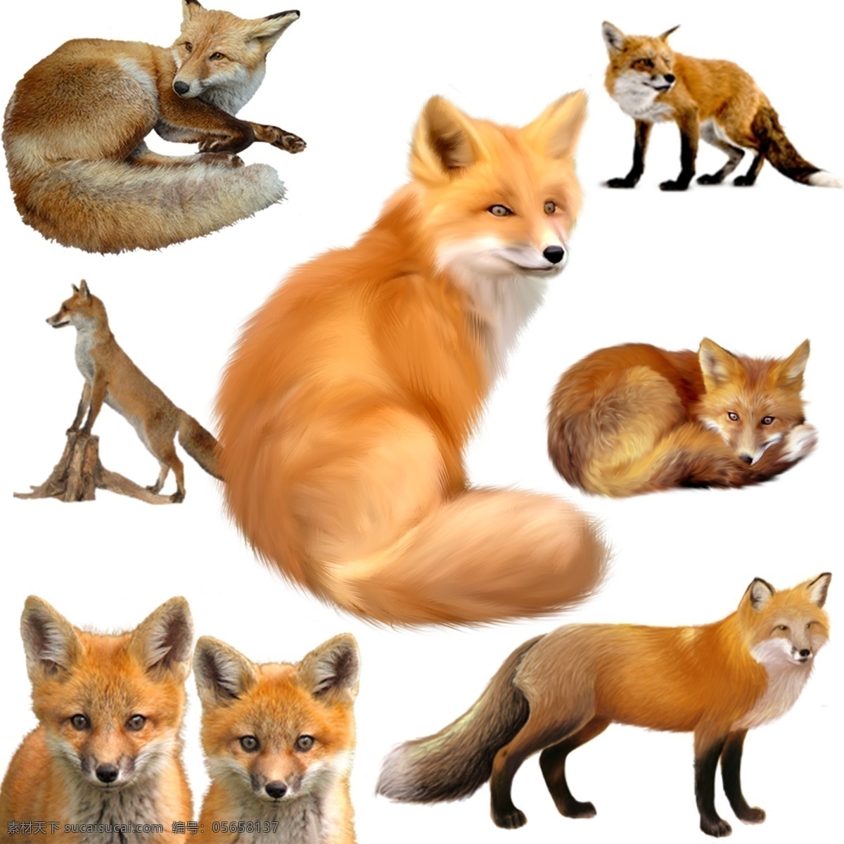 狐狸 免 扣 高清 素材图片 狐狸png 高清狐狸图片 文件 狐狸免扣素材 狐狸素材 生物世界 野生动物