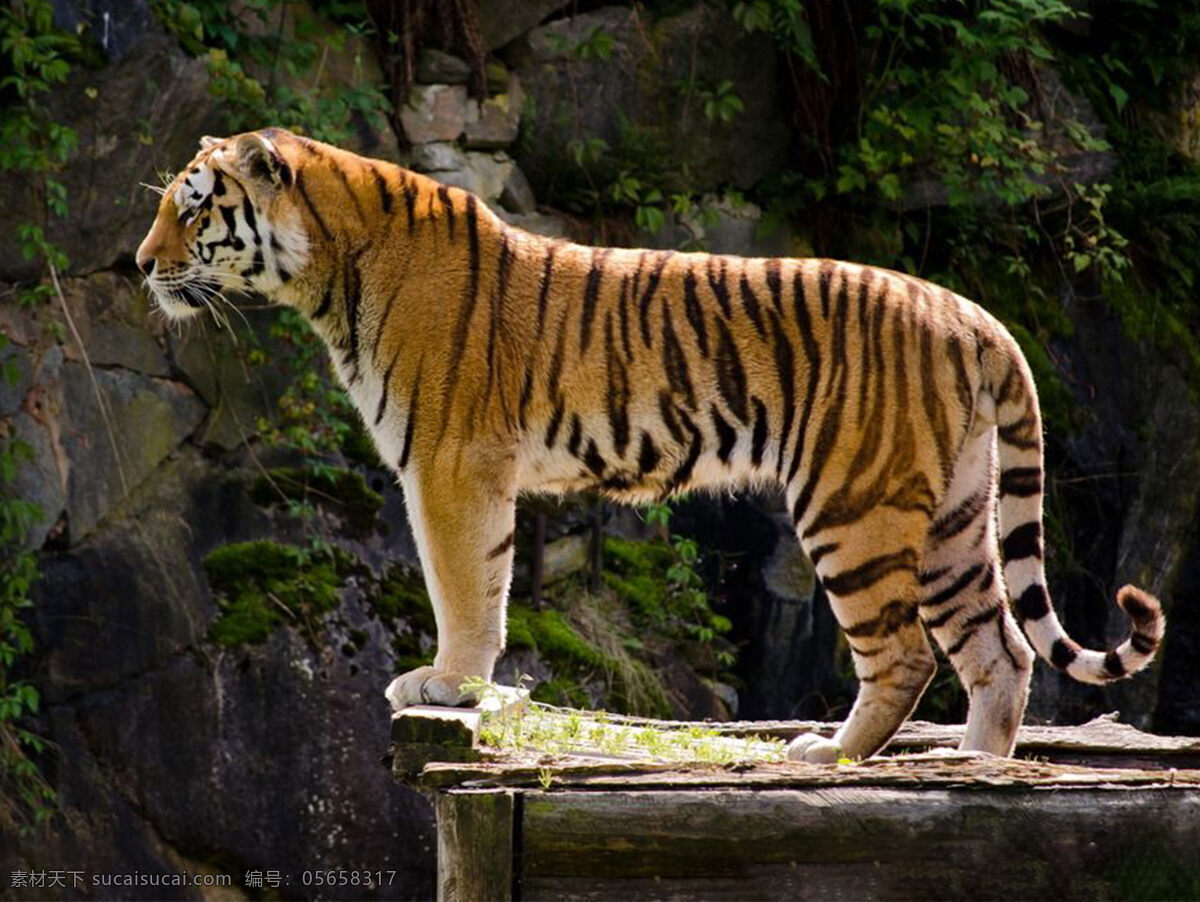 大老虎图片 大老虎 老虎 东北虎 动物 猛兽 生物世界 野生动物
