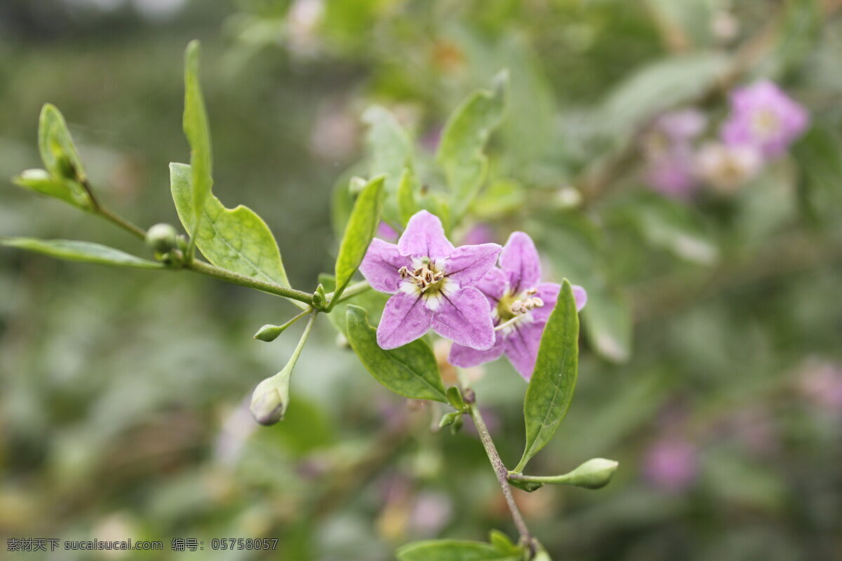 枸杞 枸杞花 宁夏枸杞花 枸杞胚芽 枸杞树 生物世界 花草