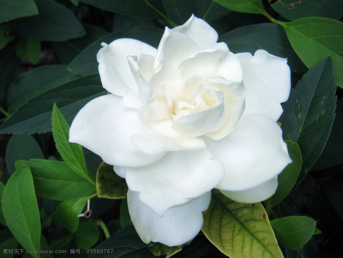 栀子花 白色花 黄色 花心 绿叶 花草 生物世界