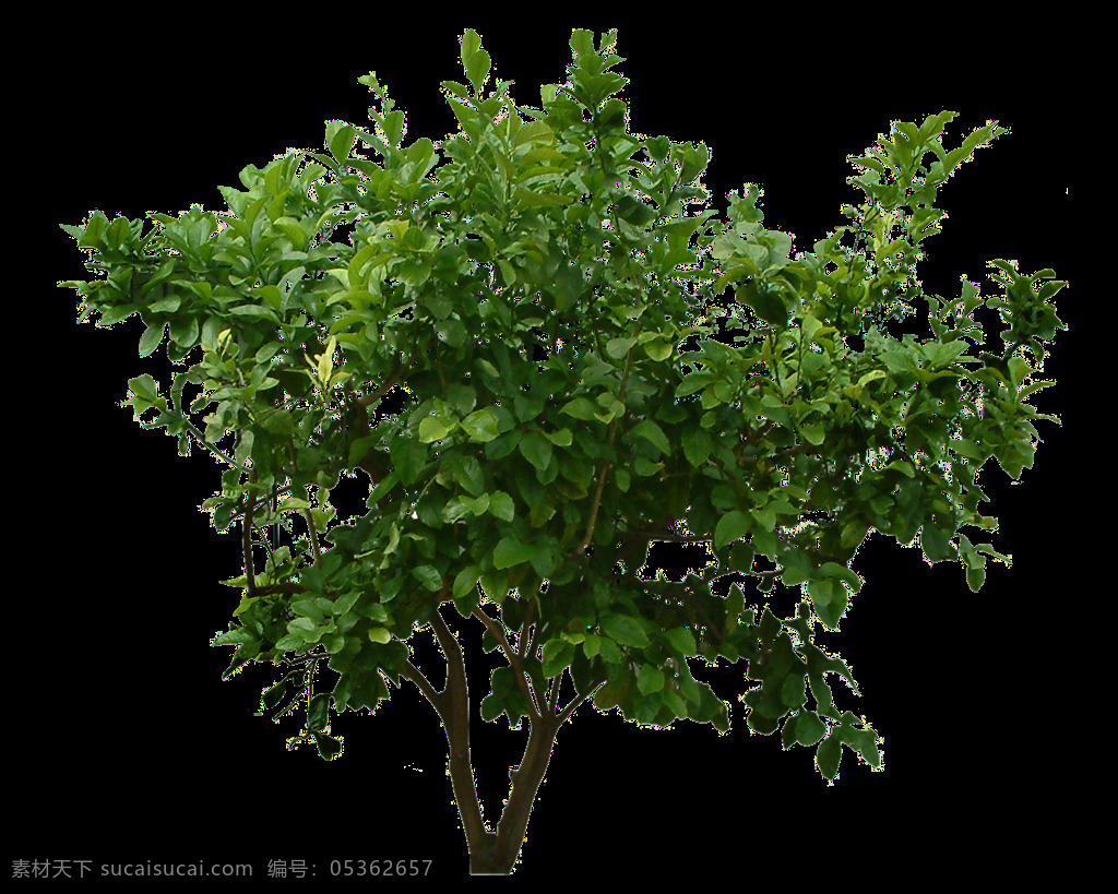 颗 绿色 大树 免 抠 透明 图 层 一颗绿色大树 树叶图片 美丽植物图片 植物 大全 大图 唯美 小 清新 手绘植物图片 花卉图片 背景图片 品种 名称