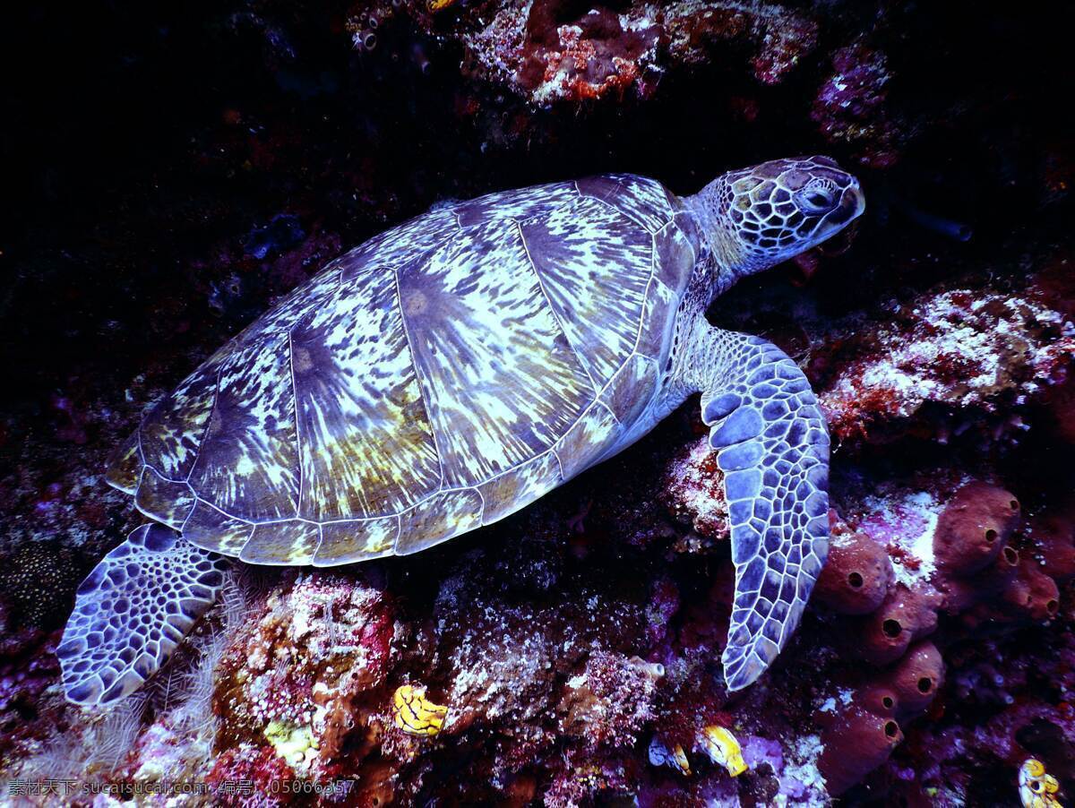 海底乌龟 乌龟 海底 花纹 背景 壁纸 生物世界 海洋生物