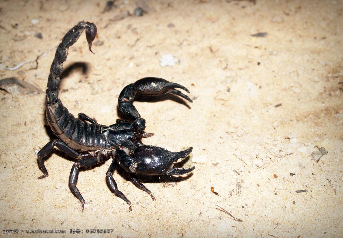 蝎子 野生动物 动物 宠物 温顺 摄影类 生物世界 家禽家畜 精美 爱护 萌宠 墙贴 保护宠物 可爱 活动 高清 大图 对峙 教育 对视 和睦 严肃 庄重 宠爱 森林 木材 鸟 野生鸟类 天鹅 羽毛 翅膀 飞行 季节性 鸟类