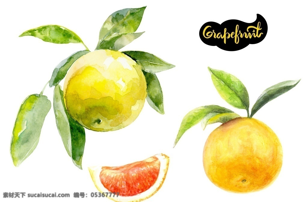 夏 手绘 水彩 插画 青皮 柚子 柚 叶 水果 叶子 生活百科 餐饮美食