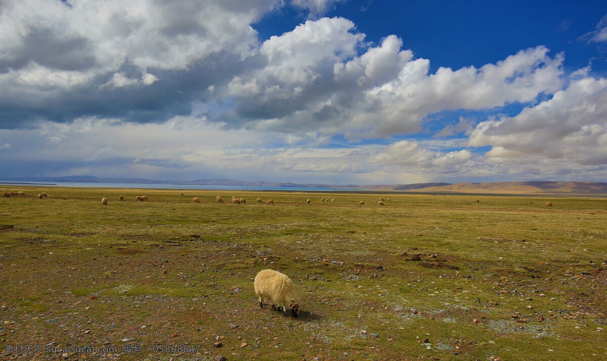 藏区牧场 牧场 牦牛 藏区风光 草原 西藏高原 蓝天 白云 高山 自然风景 山水 田园 旅游摄影