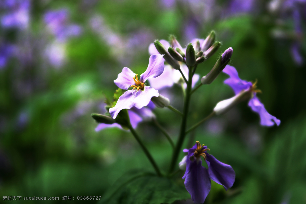 二月兰 诸葛菜 十字花科 蓝紫色花 草本 生物世界 花草