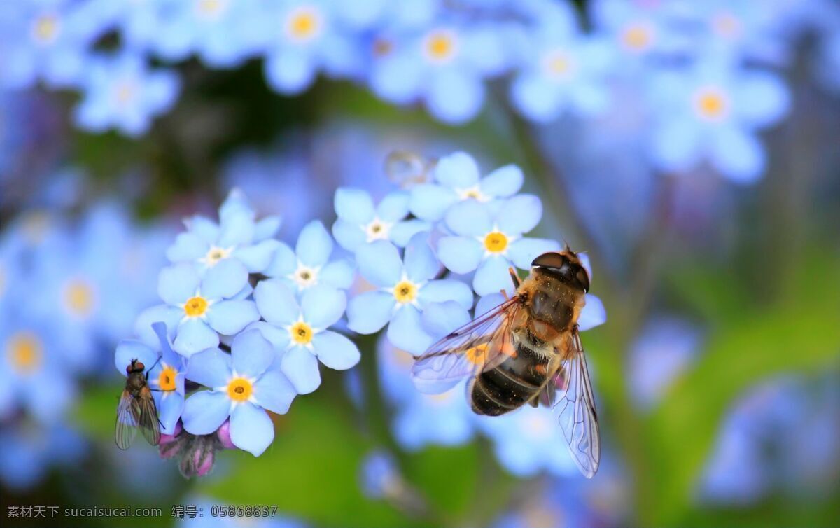 蜜蜂采蜜 蜜蜂 采花 动物 背景 壁纸 生物世界 野生动物