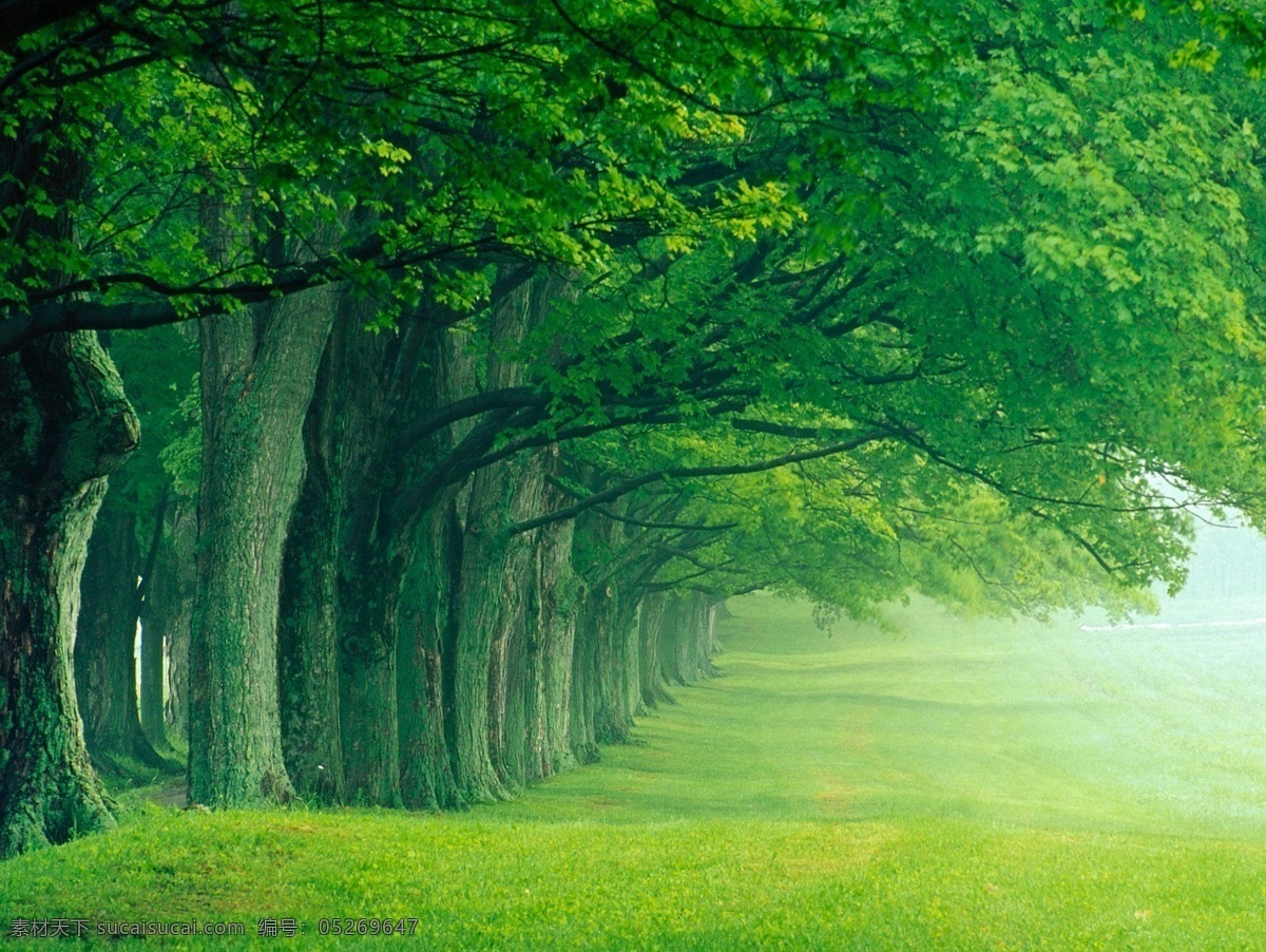 绿树成荫 风景 美丽 大自然 自然风景 绿树 树林 草地 御锦华庭 生物世界 树木树叶