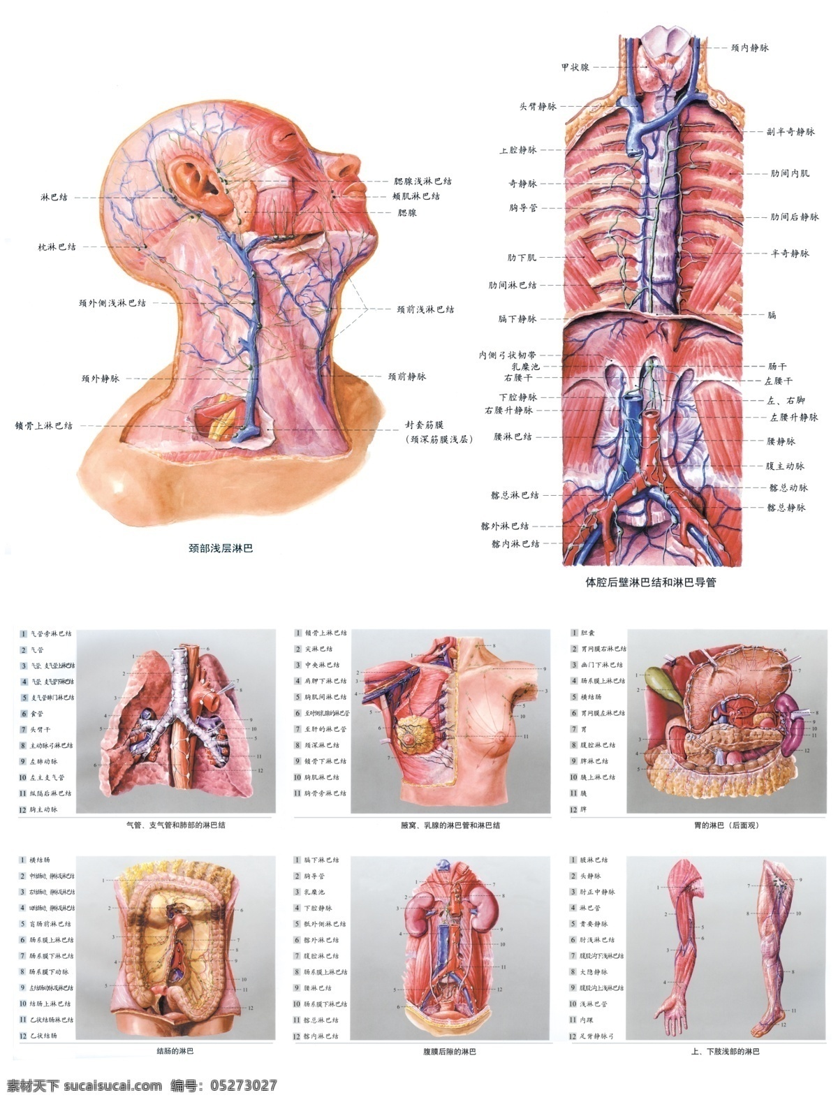 广告设计模板 经络图 人体解剖图 人体内脏图 源文件 展板模板 中医 人体 解剖 图 模板下载 内脏分部图 人体构造图 医学图 医学研究图 海报 其他海报设计