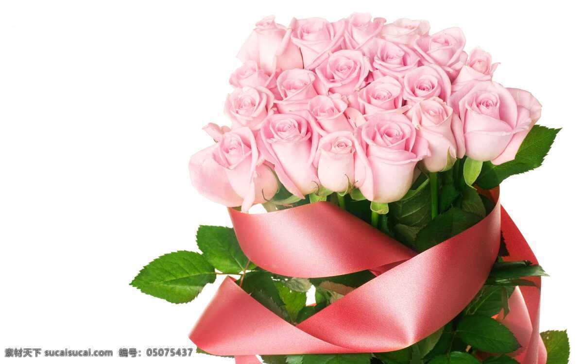 高清 粉色 玫瑰花 花卉 花草 花朵 花