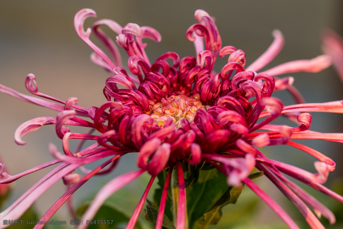 菊花 秋菊 艳丽 绚丽 娇艳 秋天 秋色 秋菊图 生物世界 花草 红色