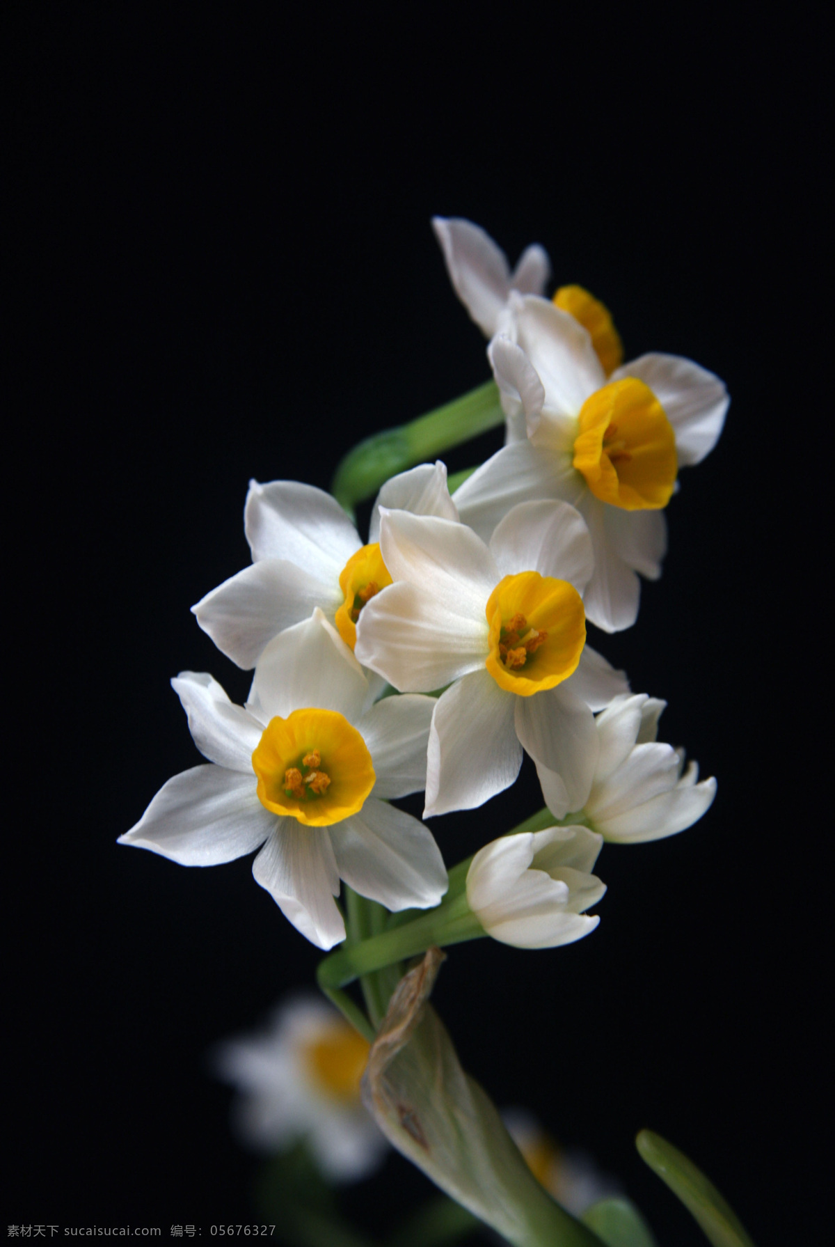 水仙花 仙子花 白色花 雪中花 黄色花蕊 花卉 花草 黑色背景 生物世界