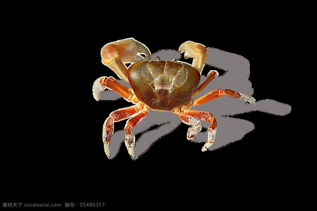 螃蟹透明素材 螃蟹 透明 免扣 抠图专用 装饰 设计素材 淘宝素材 海报设计装饰 装饰图案