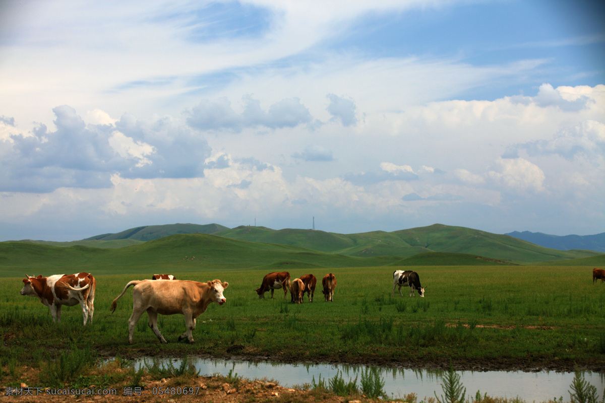 草原牛群 草原 牛群 天空 白云 蓝天 自然景观 自然风景