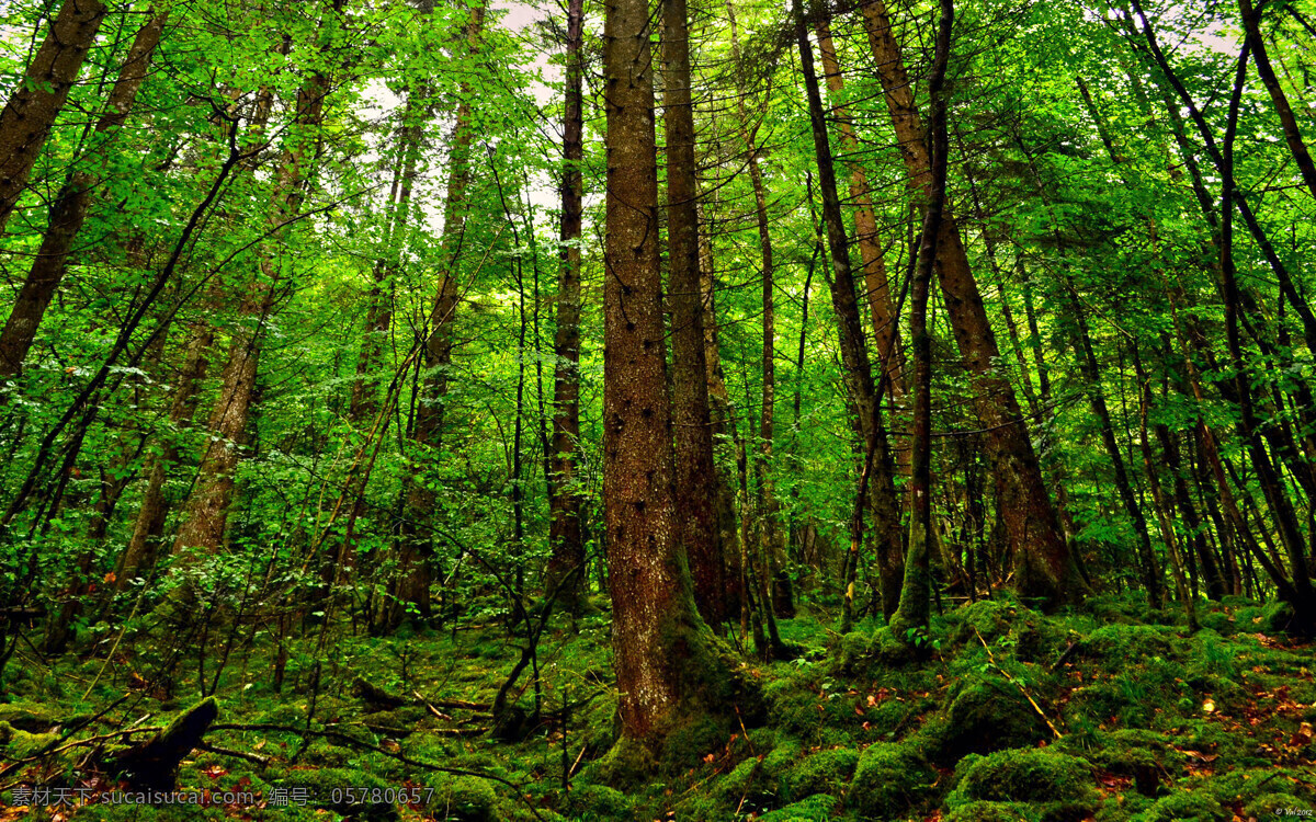 绿色森林 清新大自然 参天大树 丛林深处 大山深处 美丽风景图 树木树叶 生物世界