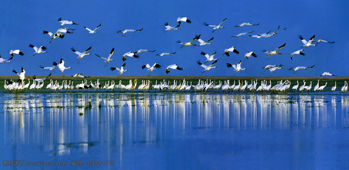 鄱阳湖候鸟 鄱阳湖 候鸟 鸟类 生物世界