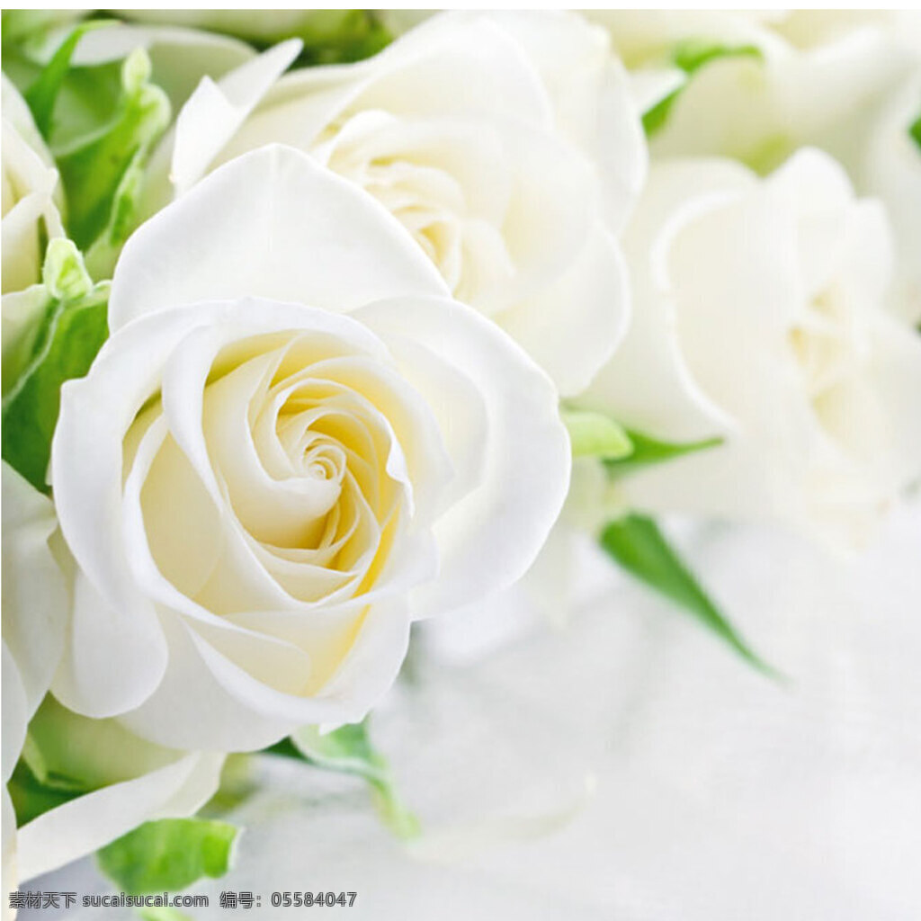 唯美 白色 花朵 背景 图 玫瑰 浪漫 女装 护肤品 简约 大气
