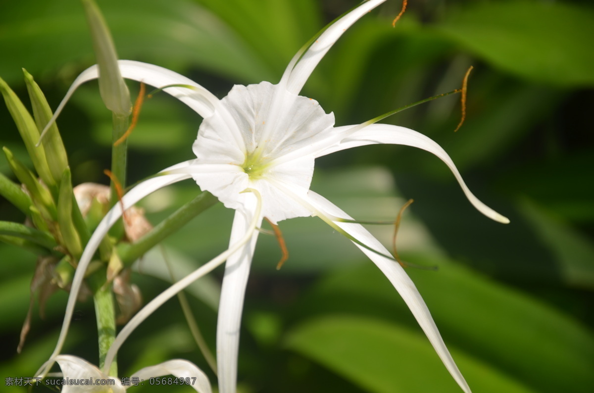 花卉 蜘蛛兰 水鬼蕉 美丽水鬼蕉 花茎顶端 生花3至6朵 白色 花卉系列 生物世界 花草