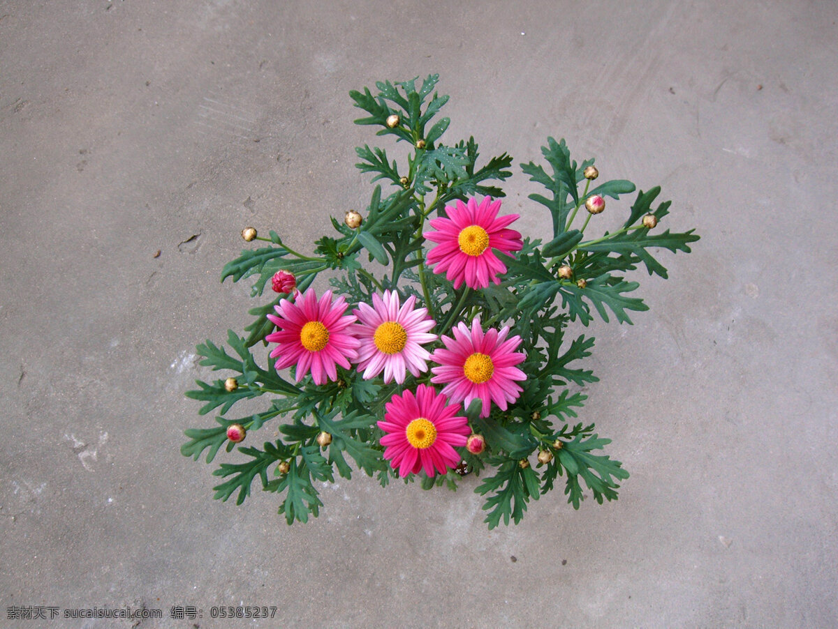 糖果玛 玛格丽特 木香菊 茼蒿菊 粉红 观花植物 花卉 生物世界 花草