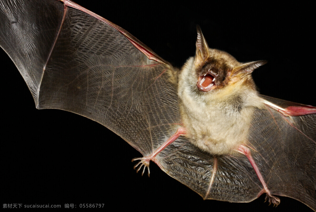 蝙蝠 蝙蝠特写 高清蝙蝠 蝙蝠侠 天鼠 挂鼠 天蝠 老鼠皮翼 飞鼠 动物 生物世界 野生动物