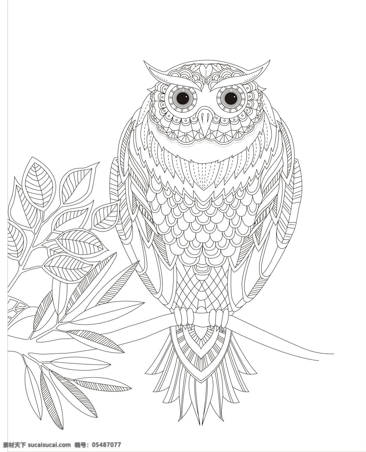 月桂 猫头鹰 工笔画 素描 着色 桂花