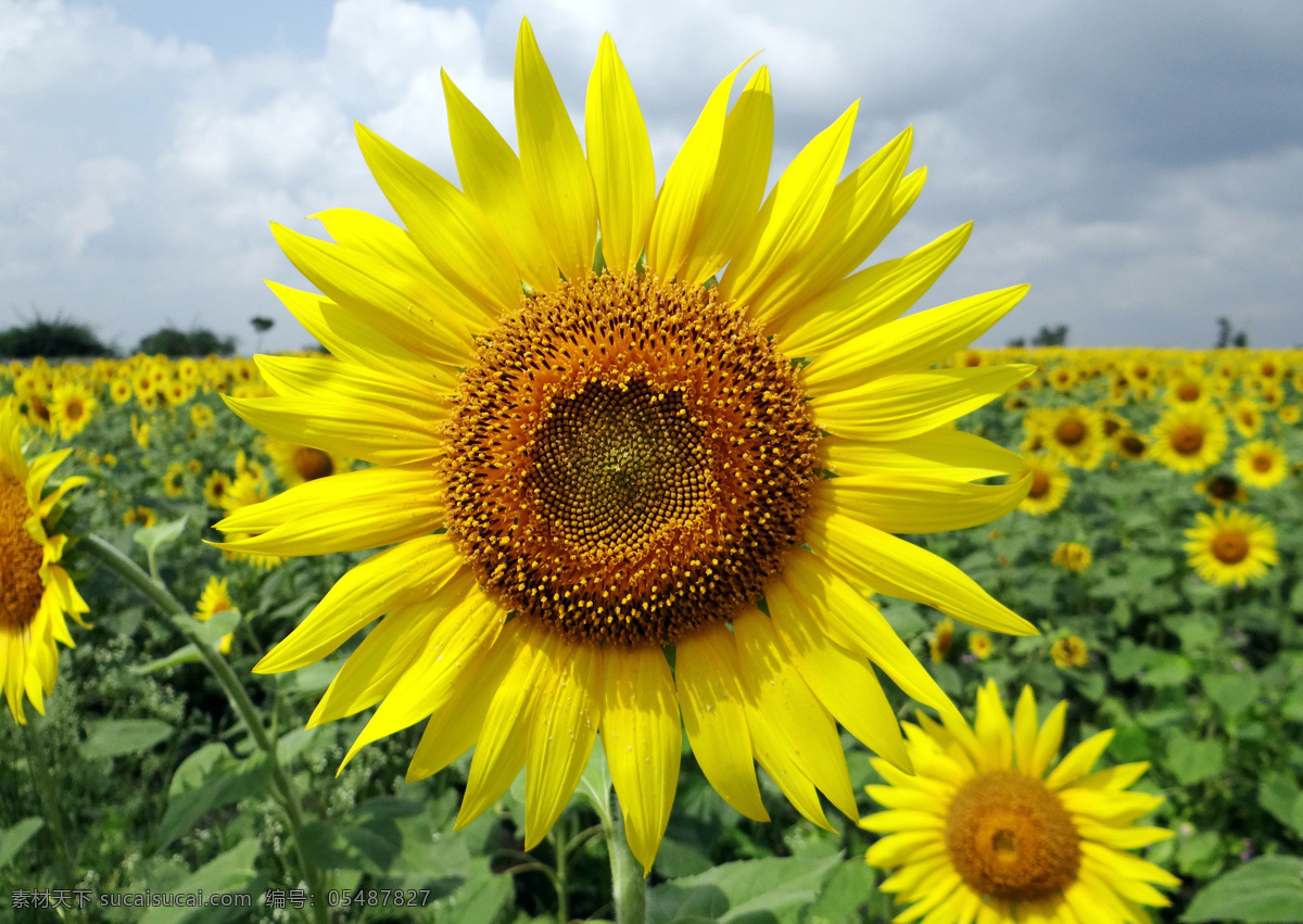 向日葵 葵花 向阳花 葵花田 葵花海 花瓣 花心 花蕊 葵花素材 葵花背景