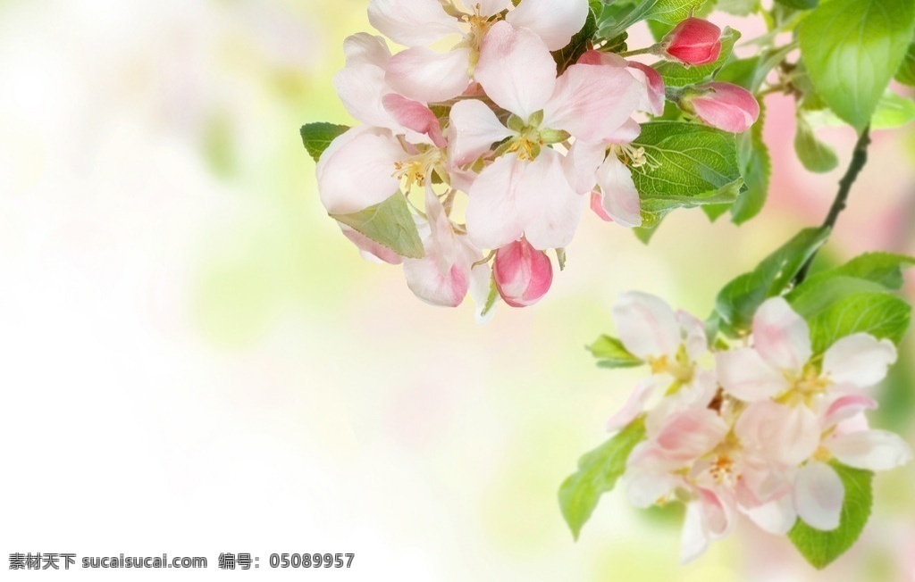 苹果花 花 白色 白色苹果花 花朵 花瓣 苹果树 苹果枝 花卉 苹果林 苹果花蕾 苹果花特写 盛开的苹果 茂盛苹果 梦幻 花蕊 特写 叶子 唯美 清新 植物 高清花朵 野生 迷人 高清 背景 花草 生物世界 花卉花草