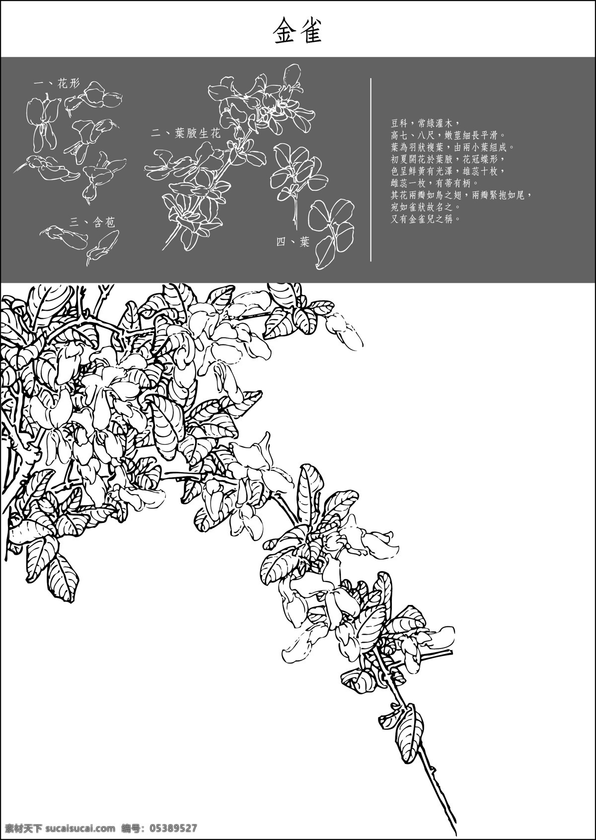 矢量 白描 金 雀 底纹 花纹 矢量图 花纹花边