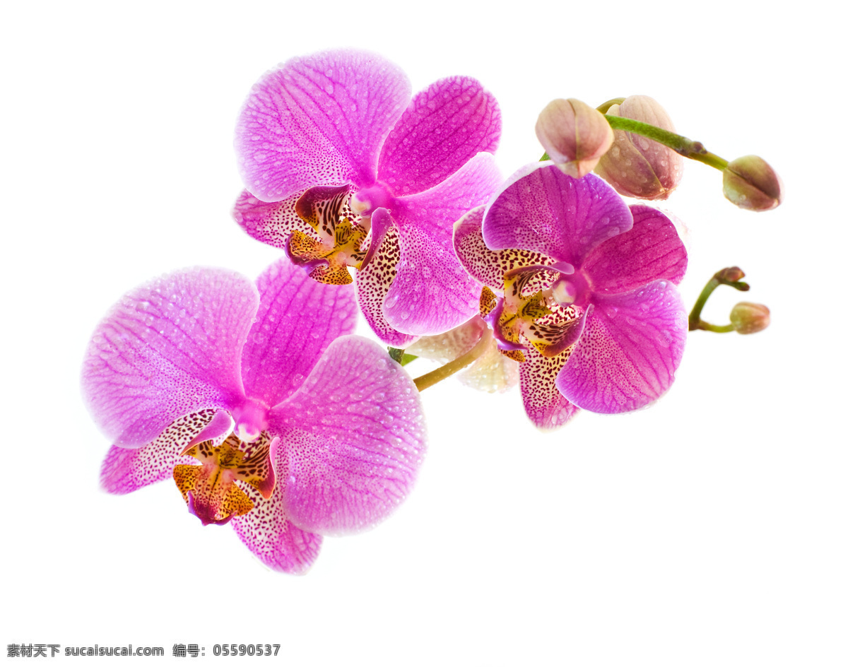 紫色蝴蝶兰 花朵 蝴蝶兰 紫色 兰花 花草 生物世界
