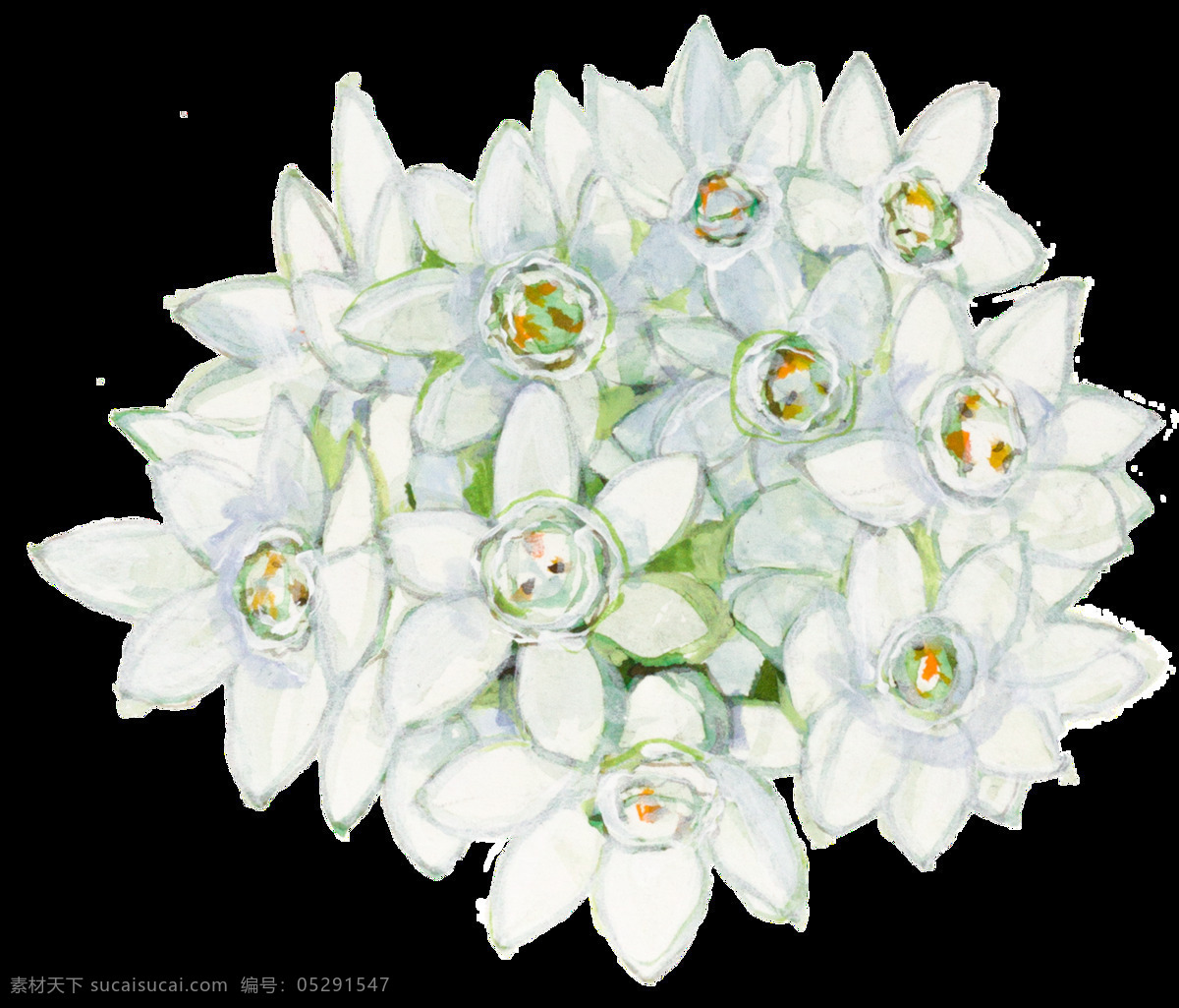 手绘 白色 花朵 透明 莲心 清白 纯洁 透明素材 免扣素材 装饰图片