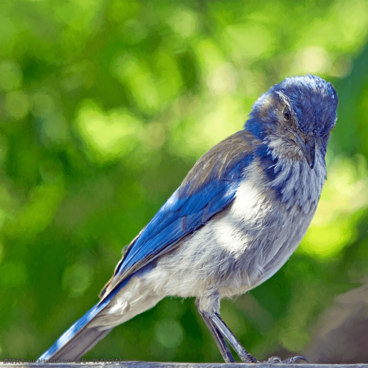 自然美丽鸟 自然 动物 鸟 蓝色 灰色 羽毛 动物群 野生动物 美丽