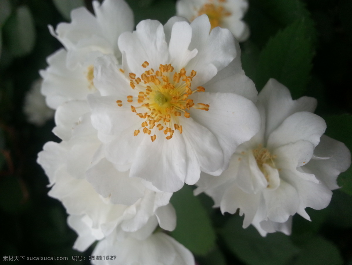 美丽的白菊花 美丽 鲜花 漂亮 白菊花 高清 黑色