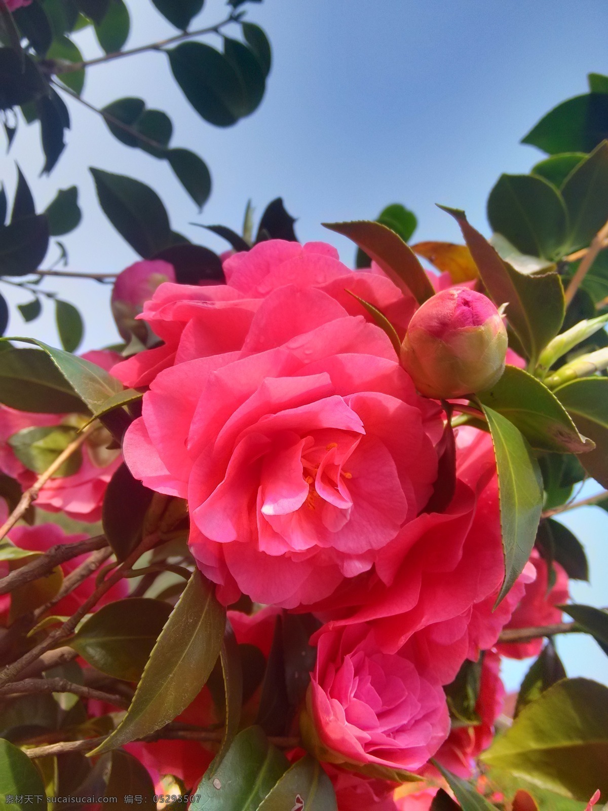 茶花 花 植物 风景 花开 生物世界 花草