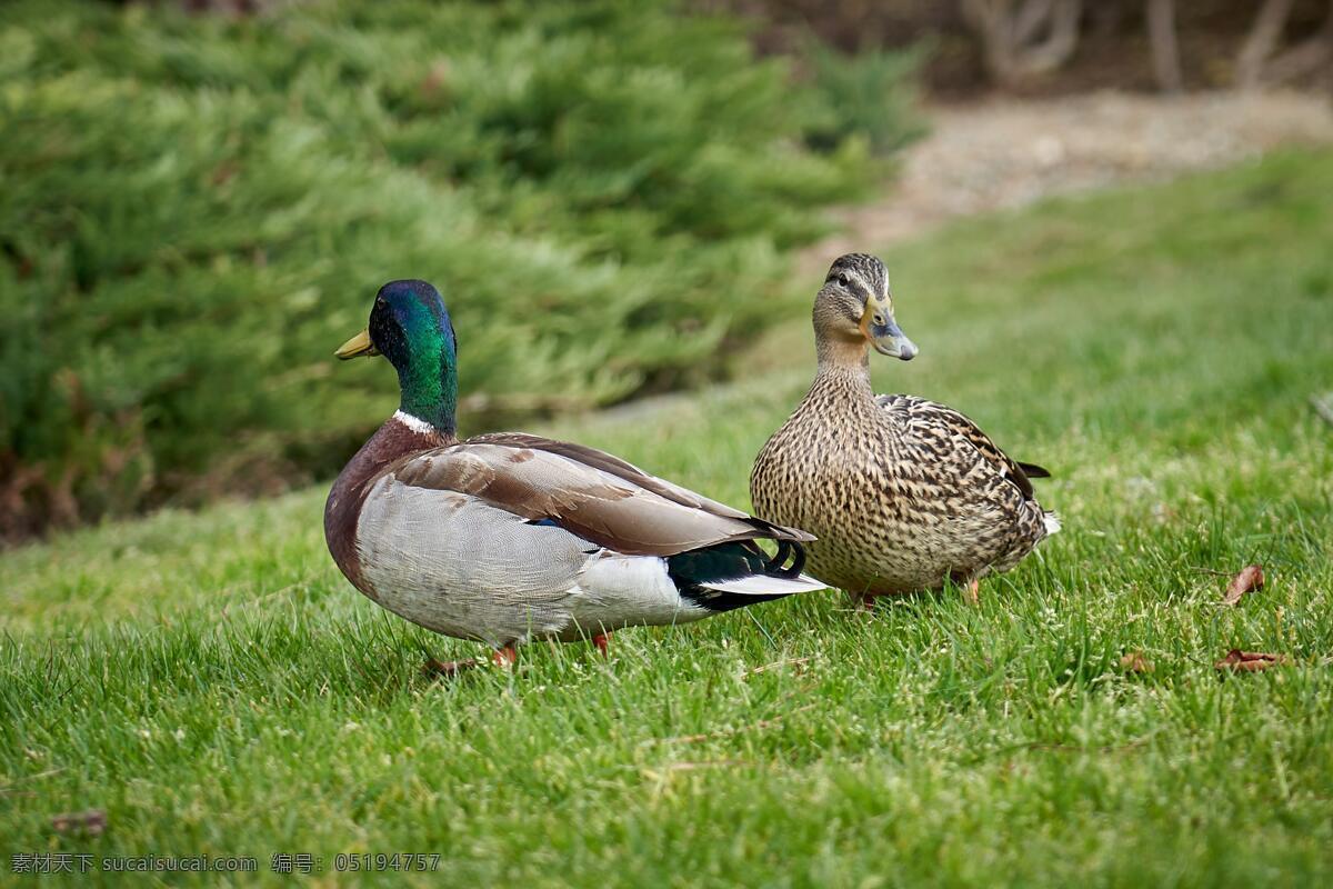 户外鸭子 两只 两个 正面 侧面 草场 看镜头 紧张 草地 草坪 翅膀 鸭子 野鸭 鸭 户外 野外 特写 生物世界 野生动物