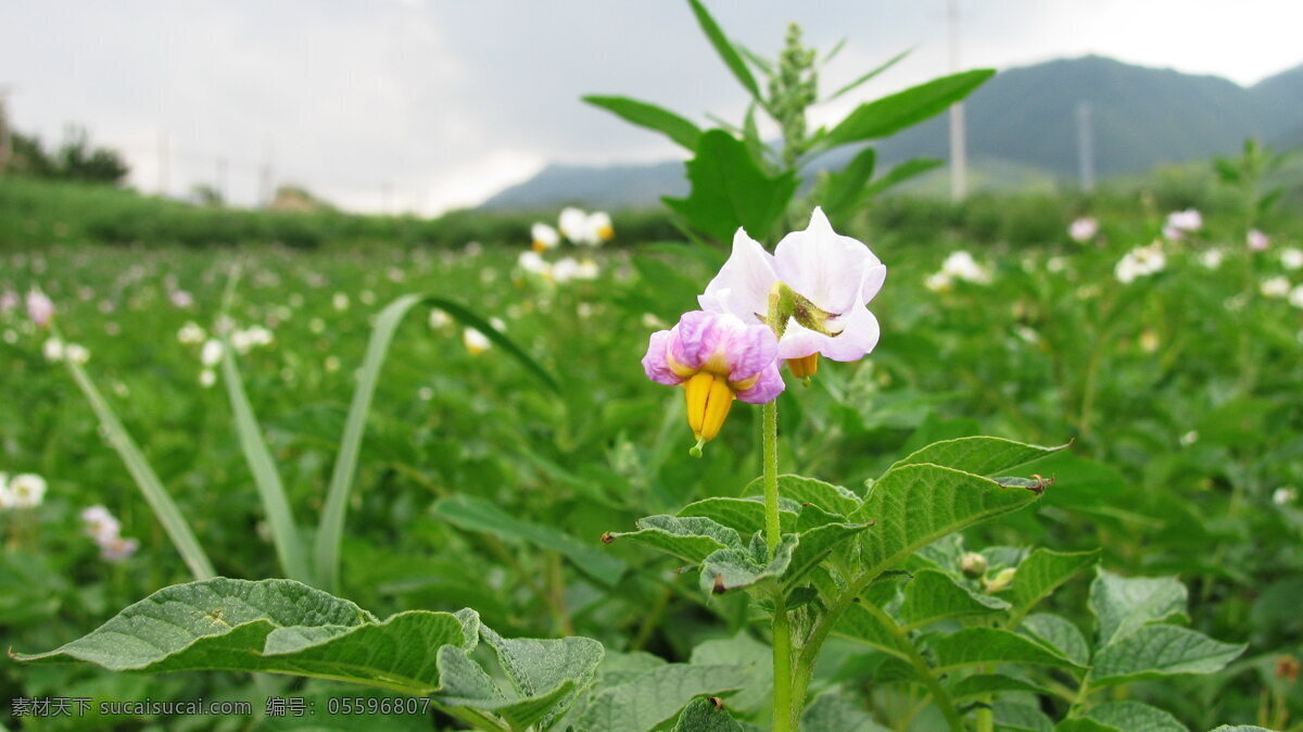 土豆花开 土豆花 花朵 花卉 花草 生物世界