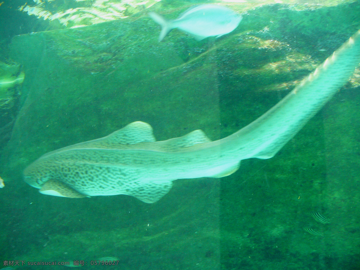 鲨鱼 海底 海底世界 海洋生物 摄影图库 生物世界 水族 鱼群 鱼类