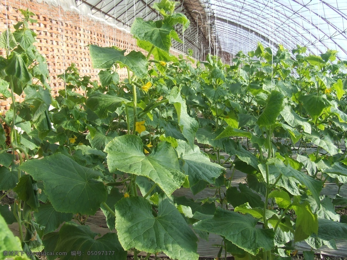 黄瓜架 黄瓜 有机黄瓜 蔬菜 生物世界 绿色