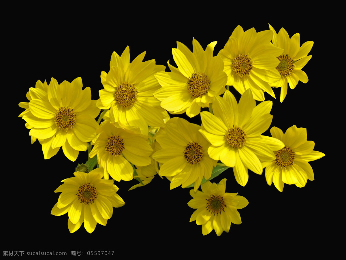 黄色 花卉 赛 菊芋 属 黄色花卉 赛菊芋属 赛菊芋花 黄花 花朵 鲜花 花草 花儿 生物世界
