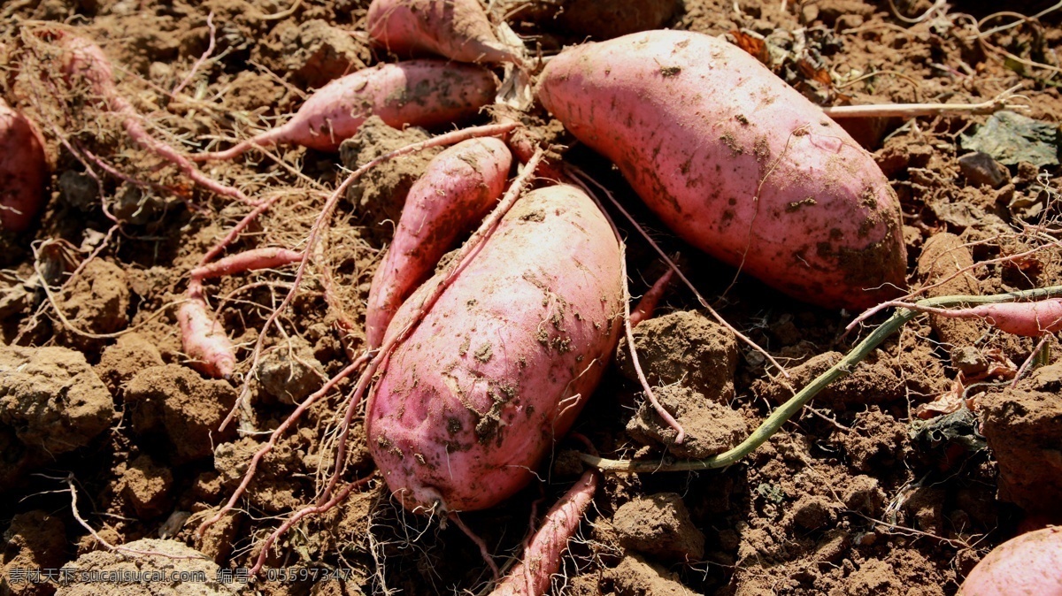 红薯 农产品 土地 延庆 好吃 生活百科 生活素材