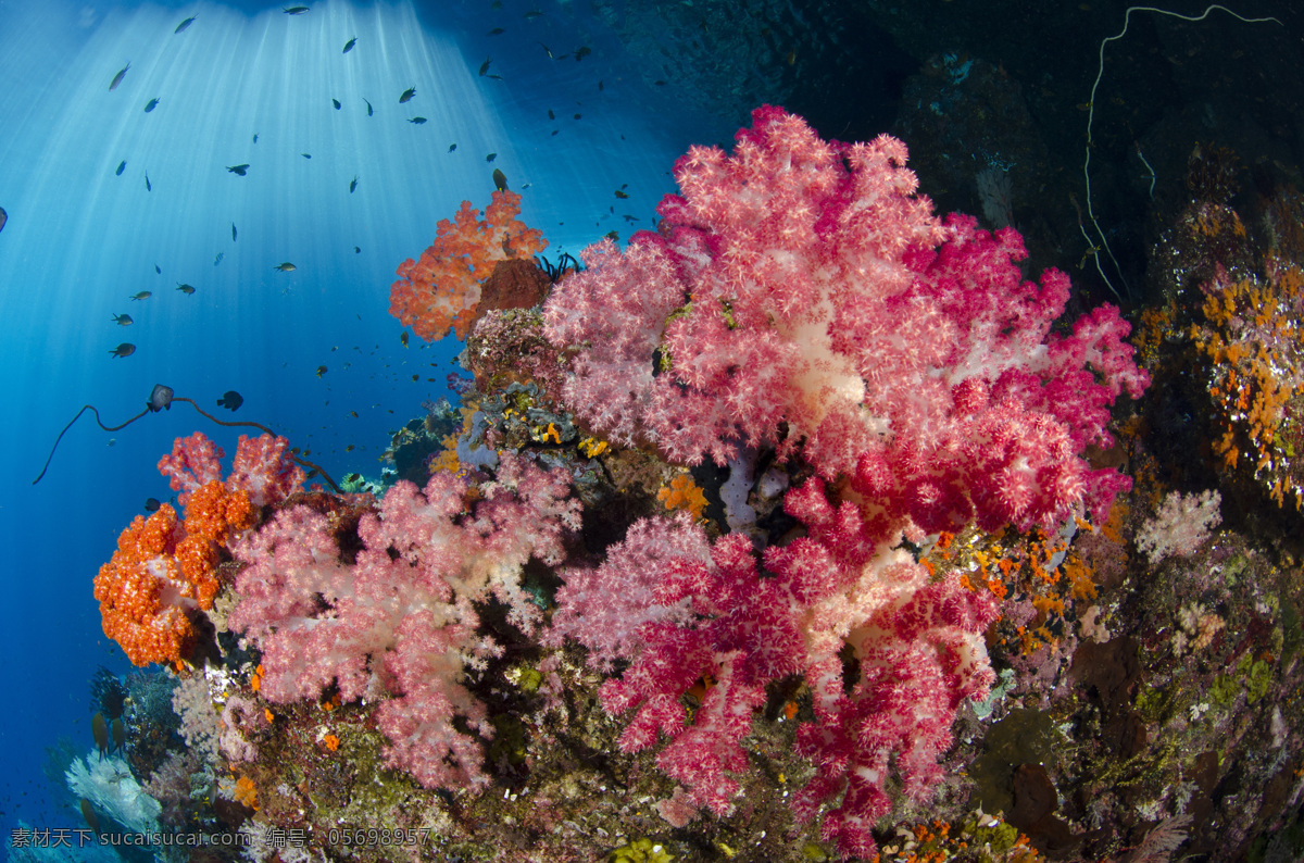 美丽珊瑚摄影 珊瑚 海底世界 海洋生物 美丽风景 大海风景 海水 深海 水中生物 生物世界 黑色