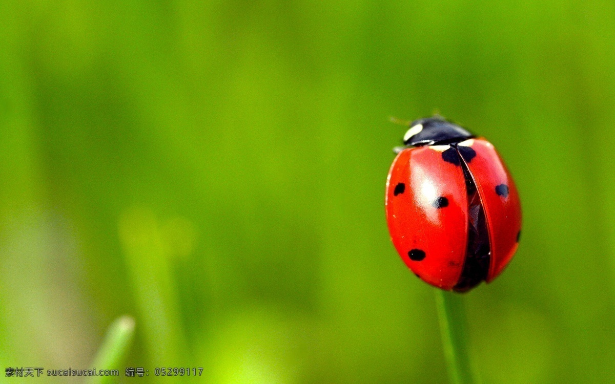 昆虫 昆虫图片 瓢虫 生态 生物世界 自然界 昆虫纲 节肢动物门 insect 无骨骼 昆虫系列一