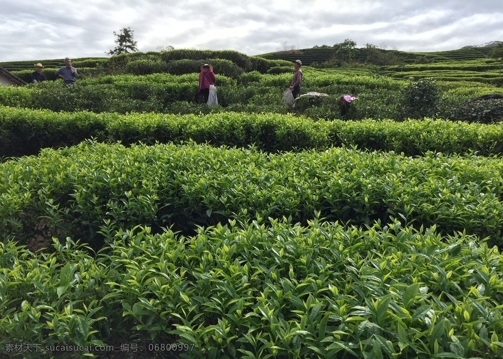 凤凰山茶园 凤凰山 茶园 采茶 摘茶 茶叶 茶叶摄影图 餐饮美食 食物原料