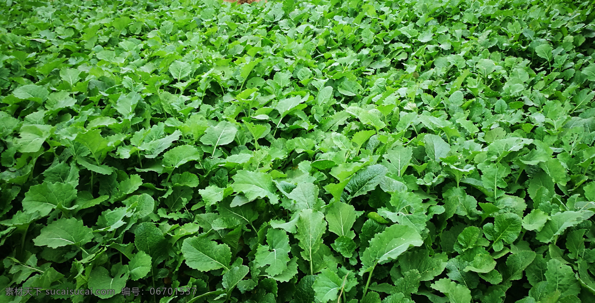 油菜花 小苗 高清 绿叶 自然景观 田园风光 合层 摄影照 片