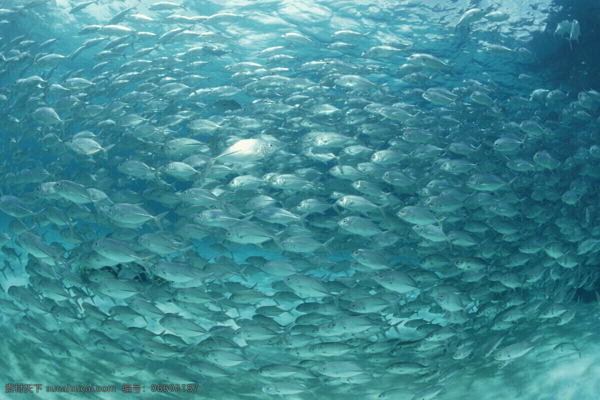 海洋鱼类 海底世界 海洋 海洋生物 生物世界 鱼 鱼类 鱼群 洋鱼类