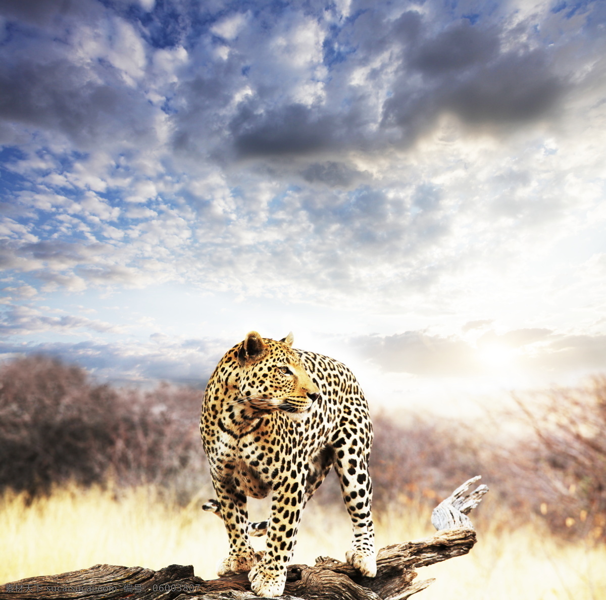非洲 猎豹 野生动物 豹子 动物世界 远古生物 陆地动物 生物世界