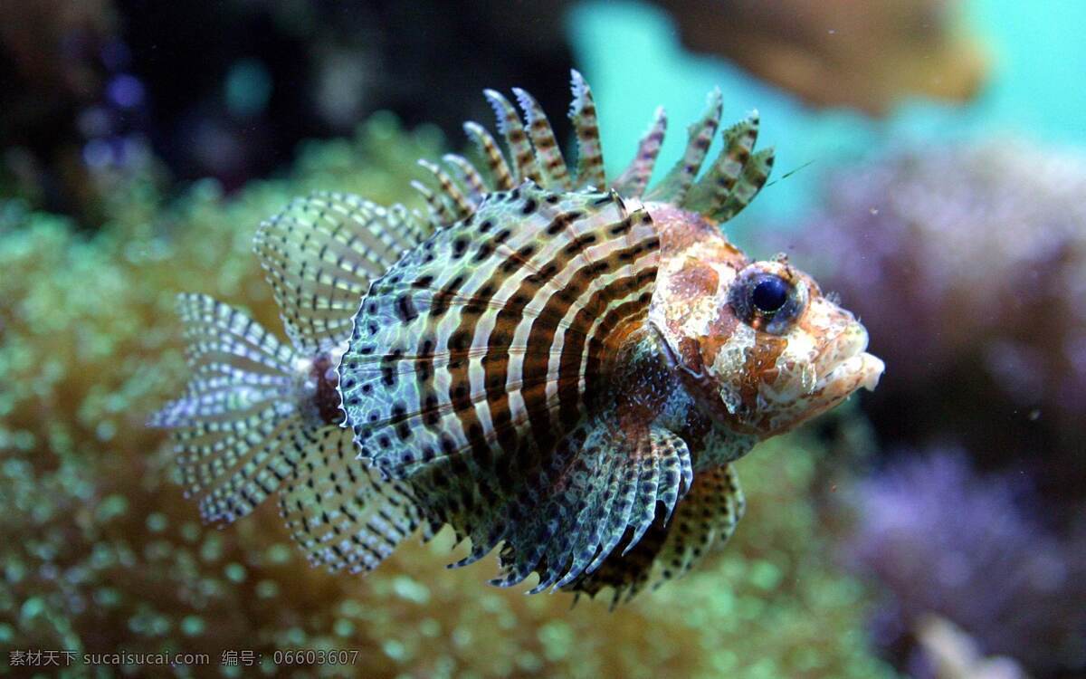 花斑狮子鱼 海水鱼 观赏鱼 鱼 热带鱼 海底世界 生物世界 鱼类