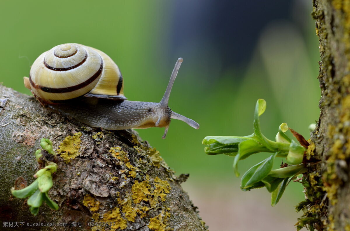 蜗牛 蜗牛触角 蜗牛壳 母子蜗牛 蜗牛爬行 蜗牛精神 蜗牛特写 绿叶 雨后蜗牛 生物世界 昆虫