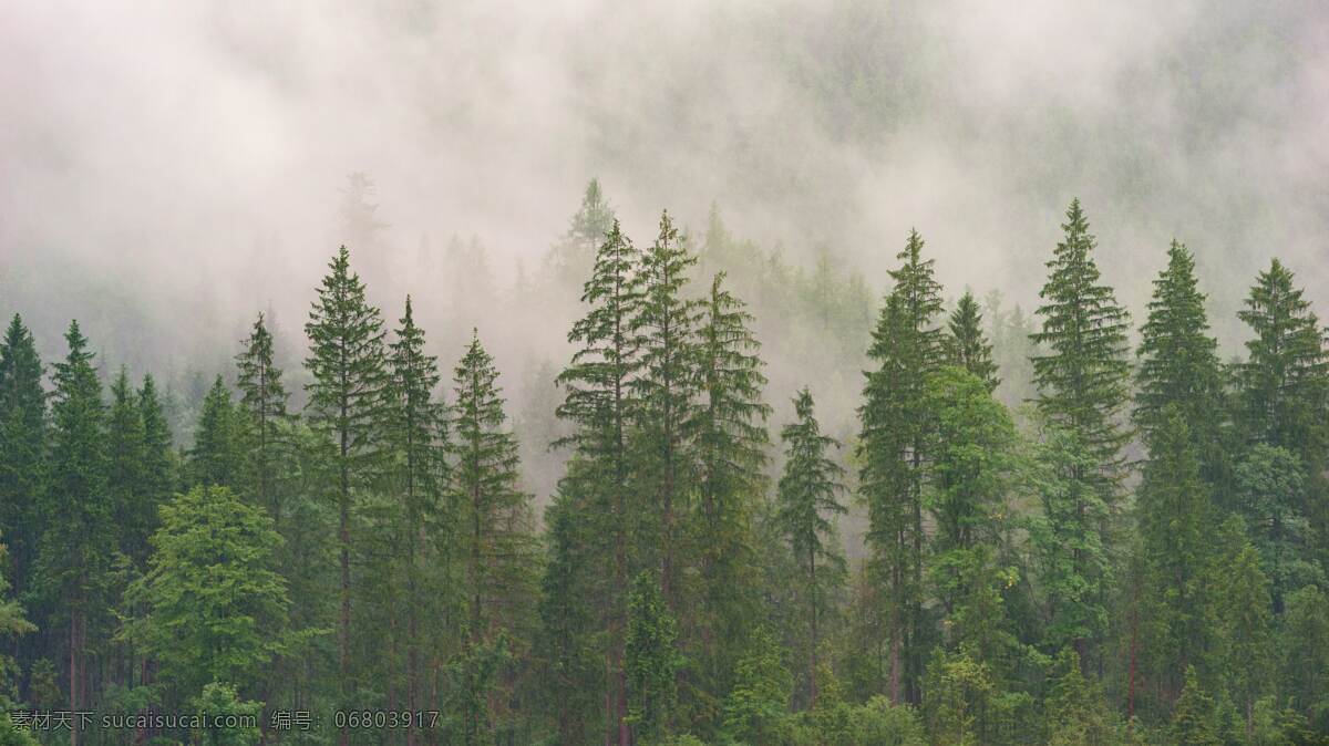 树林 树木 植被 植物 森林秋色 森林田园 户外 秋色森林 蓝天森林 自然景观 山水风景