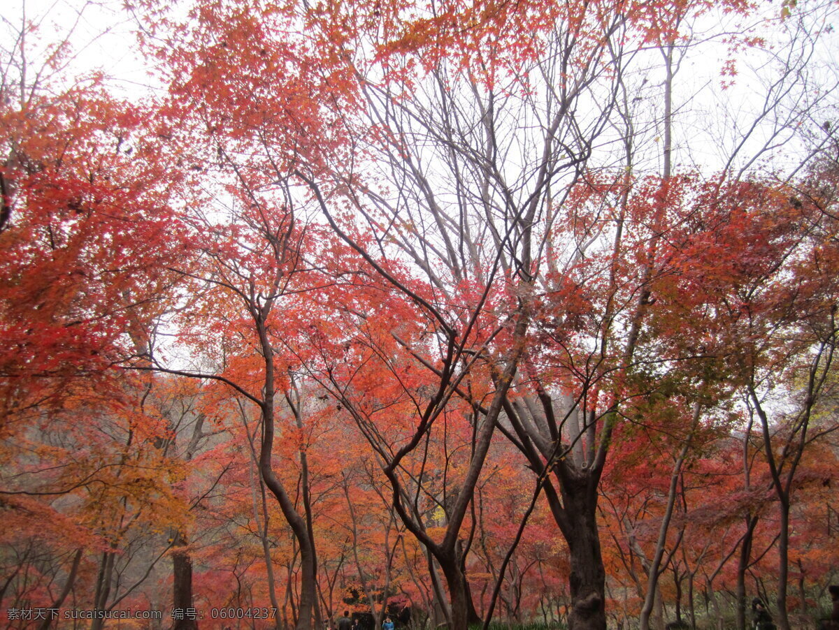 枫树林 枫树 火红 栖霞山 树木树叶 生物世界