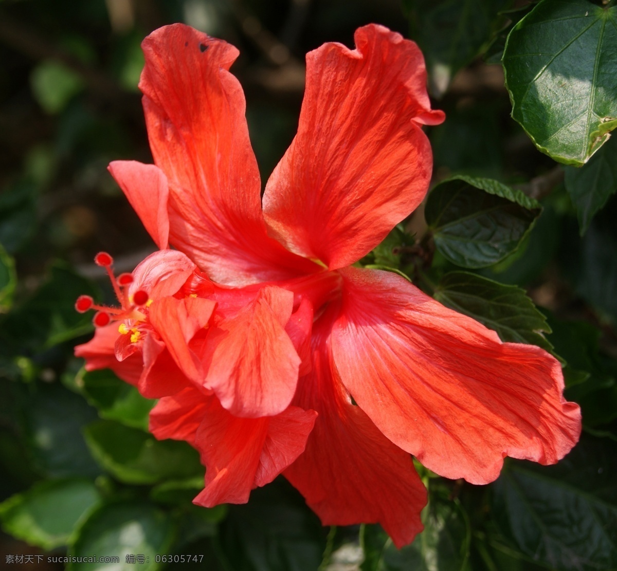 扶 桑花 春季 春天 红色 花草 生物世界 树枝 鲜花 扶桑花 红色鲜花 孤芳自赏 花卉摄影作品 psd源文件